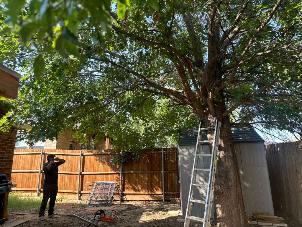 NCTX MORENO'S LANDSCAPING - Project 2