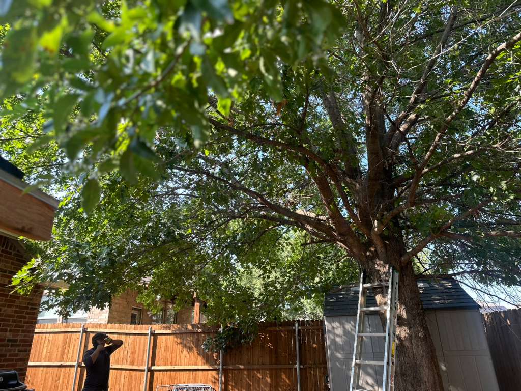 Tree Services view 1